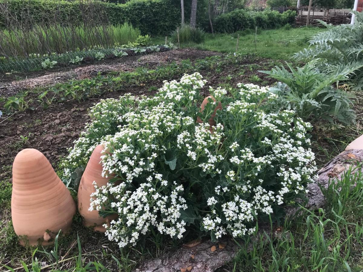 De Tuin Van Agatha Kortessem Zewnętrze zdjęcie