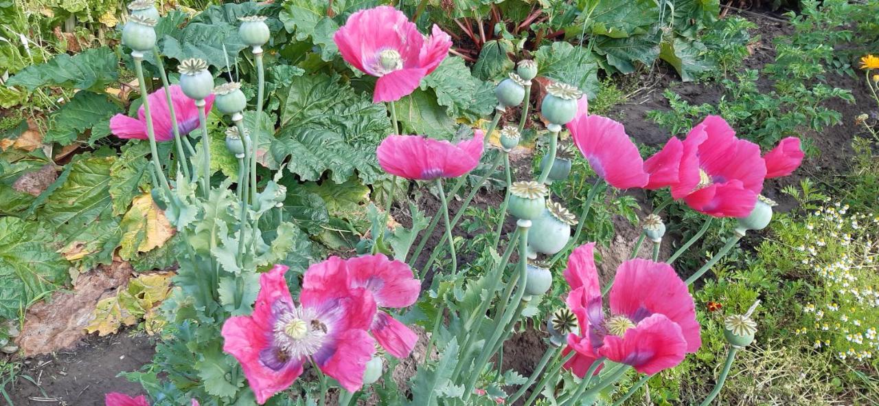 De Tuin Van Agatha Kortessem Zewnętrze zdjęcie