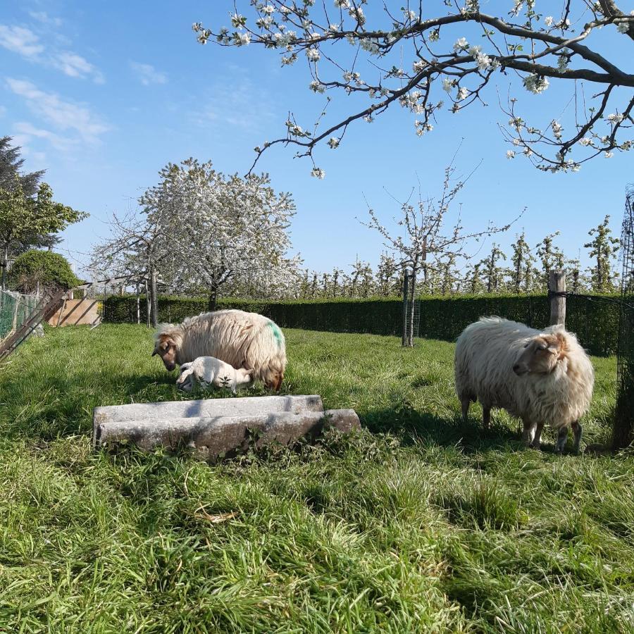 De Tuin Van Agatha Kortessem Zewnętrze zdjęcie