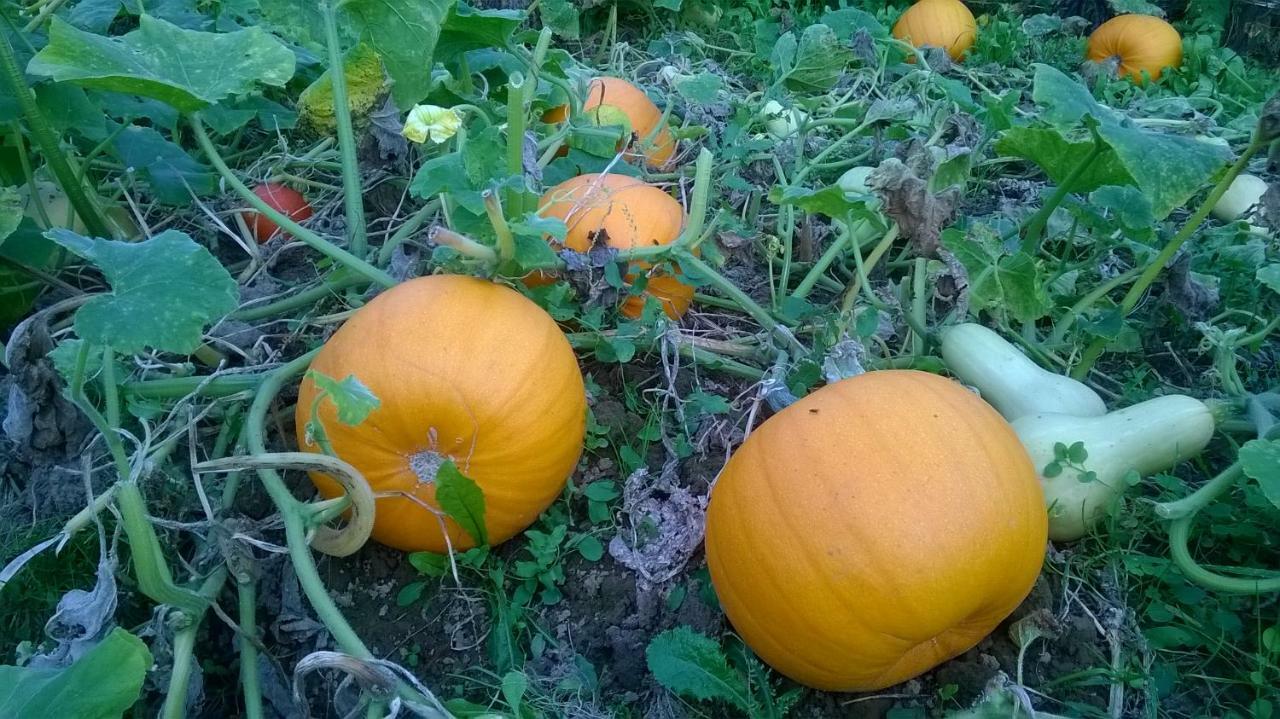 De Tuin Van Agatha Kortessem Zewnętrze zdjęcie
