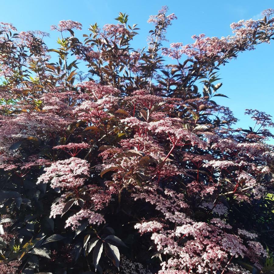 De Tuin Van Agatha Kortessem Zewnętrze zdjęcie